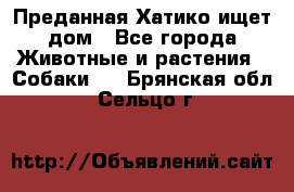 Преданная Хатико ищет дом - Все города Животные и растения » Собаки   . Брянская обл.,Сельцо г.